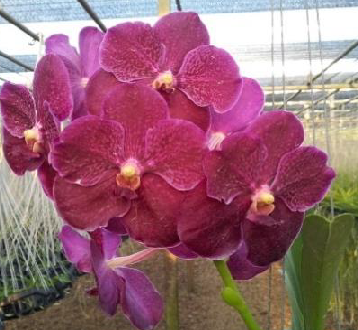 18 バンダ マヌバディー × ドクターアネク Vanda Dr. Anek — Motes Orchids